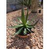 Agave garciae mendozae v šírke 40 cm 2