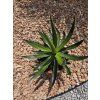 Agave garciae mendozae v šírke 40 cm 1