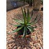 Agave garciae mendozae v šírke 40 cm
