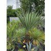 Yucca treculeana 40L