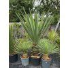 Yucca treculeana 40L 2
