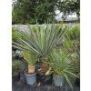 Yucca treculeana 40L 1