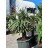 yucca decipiens 110l 150 175 cm