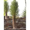 Yucca decipiens 110 L. 150 175 cm