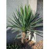 yucca gloriosa