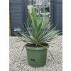 Yucca gloriosa vo výške 100 cm 1
