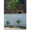 yucca gloriosa