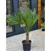 trachycarpus fortunei vyskou kmena 30 40 cm