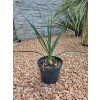 Yucca gloriosa vovýške 55 cm 1