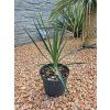 Yucca gloriosa vovýške 55 cm