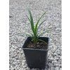 yucca gloriosa mlade sadenice vo vyske 30 40 cm