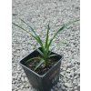 yucca gloriosa mlade sadenice vo vyske 30 40 cm 1