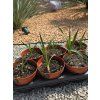 Yucca gloriosa mladé sadenice vo výške 30 40 cm 2