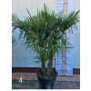 trachycarpus-fortunei-3-kmene-90-l-4-1
