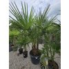 Trachycarpus fortunei - 3 kmene - 90 l-2