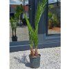phoenix canariensis 2 kmene vo vyske 145 cm 1