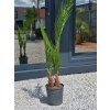 phoenix canariensis 2 kmene vo vyske 145 cm