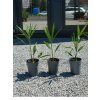 Trachycarpus fortunei 70 cm 1