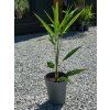 Trachycarpus fortunei 70 cm