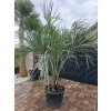 butia-capitata-s-vyskou-kmena-34-cm-v-celkovej-vyske-270-cm-1