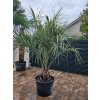 butia-capitata-s-vyskou-kmena-34-cm-v-celkovej-vyske-270-cm-2