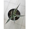 agave-desertii-31-cm-1