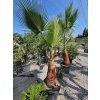 washingtonia-filibusta-s-hladkym-kmenom-s-vyskou-kmena-80-cm