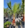 washingtonia-filibusta-s-hladkym-kmenom-s-vyskou-kmena-80-cm-1