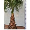 Washingtonia filibusta s výškou kmeňa 100 cm s celkovou výškou 270 cm-1