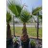 washingtonia-filibusta-s-vyskou-kmena-100-cm-s-celkovou-vyskou-270-cm-5-6-25