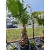 washingtonia-filibusta-s-vyskou-kmena-100-cm-s-celkovou-vyskou-270-cm-5-6-25-1