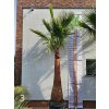 Washingtonia robusta s hladkým kmeňom s výškou kmeňa 190 cm, celková výška 420 cm