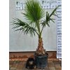 washingtonia-robusta-s-vyskou-kmena-55-cm-v-celkovej-vyske-220-cm-2
