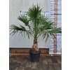 Washingtonia robusta s výškou kmeňa 57 cm v celkovej výške 230 cm-1