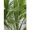 Washingtonia robusta s výškou kmeňa 57 cm v celkovej výške 230 cm-2