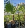 washingtonia-robusta-s-vyskou-kmena-57-cm-v-celkovej-vyske-230-cm-6-6-2025