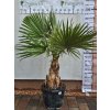 washingtonia-robusta-s-vyskou-kmena-58-cm-v-celkovej-vyske-200-cm