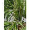 washingtonia-robusta-s-vyskou-kmena-58-cm-v-celkovej-vyske-200-cm-2