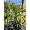 washingtonia-robusta-s-vyskou-kmena-58-cm-v-celkovej-vyske-200-cm-6-6-2025