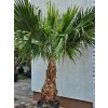 washingtonia-robusta-s-vyskou-kmena-102-cm-v-celkovej-vyske-280-cm-1