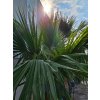 washingtonia-robusta-s-vyskou-kmena-102-cm-v-celkovej-vyske-280-cm-2