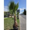 washingtonia-robusta-s-vyskou-kmena-102-cm-v-celkovej-vyske-280-cm-3
