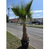 washingtonia-robusta-s-vyskou-kmena-102-cm-v-celkovej-vyske-280-cm-4