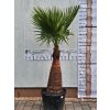 washingtonia-filibusta-s-hladkym-kmenom-s-vyskou-kmena-103-cm-v-celkovej-vyske-250-cm-1