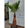 washingtonia-filibusta-s-hladkym-kmenom-s-vyskou-kmena-103-cm-v-celkovej-vyske-250-cm