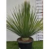 dasylirion-serratifolium-35-l-v-celkovej-vyske-127-cm