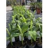 Musa basjoo v celkovej výške 45 cm-2