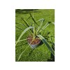 yucca-filamentosa--bright-edge--35-cm-2