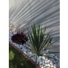 yucca-filamentosa--bright-edge--35-cm-6