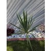 yucca-filamentosa--bright-edge--35-cm-5